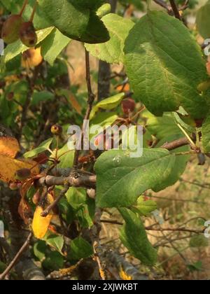 Pianta di mele di granchio del Pacifico (Malus fusca) Foto Stock