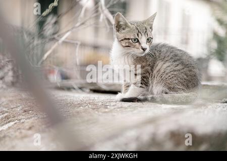 Un curioso gattino siede attentamente su una sporgenza, circondato da uno sfondo urbano sfocato Foto Stock