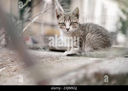 Un curioso gattino siede attentamente su una sporgenza, circondato da uno sfondo urbano sfocato Foto Stock