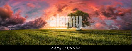 Maestoso albero solitario a un tramonto spettacolare. Un paesaggio panoramico con un prato e un cielo colorato e suggestivo, nuvole rosse e luce solare soffusa Foto Stock