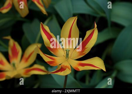 Primo piano di Tulipa "vola via", tulipano giallo in fiore Foto Stock