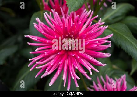 Foto ravvicinata di Dahlia "Park Princess", dahlia rosa in fiore Foto Stock