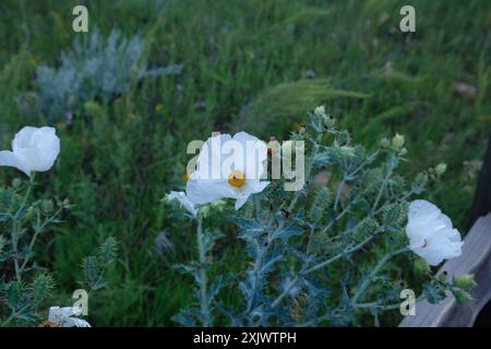 Papavero di cardo (Argemone polyanthemos) Plantae Foto Stock