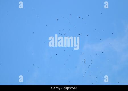 Swift (Streptoprocne zonaris) Aves con colletto bianco Foto Stock