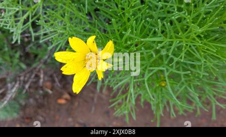 Coreopsi gigante (Leptosyne gigantea) Plantae Foto Stock