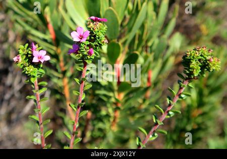 Porcelainflower (Acmadenia heterophylla) Plantae Foto Stock