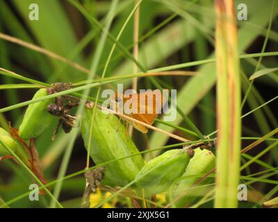 Dion Skipper (Euphyes dion) Insecta Foto Stock