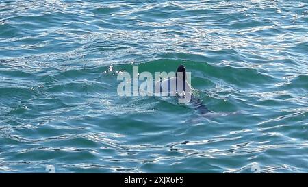 Delfino di Hector (Cephalorhynchus hectori) Mammalia Foto Stock