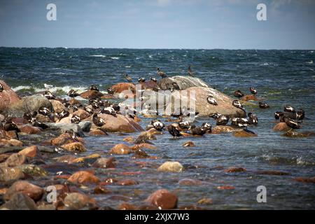 Riunione degli uccelli. Un cormorano nero a doppia cresta siede su una roccia e asciuga le piume vicino alla riva del mare con anatre e il Mar Baltico Foto Stock
