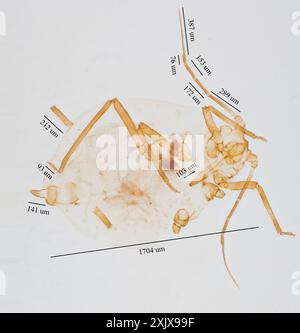 Uccello Cherry-Oat Aphid (Rhopalosiphum padi) Insecta Foto Stock