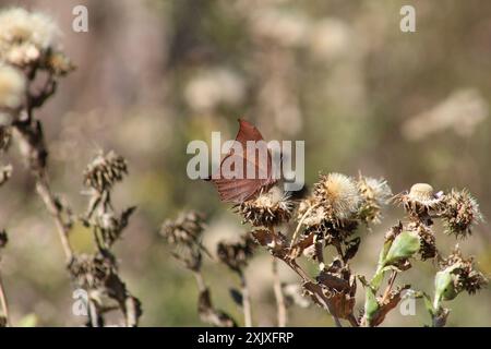 Goatweed Leafwing (Anaea andria) Insecta Foto Stock