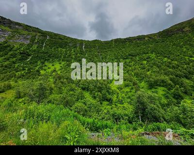 Le cascate scorrono lungo una montagna tra gli alberi negli altopiani della Norvegia Foto Stock