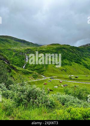 Una mandria di bovini che pascolano su un lussureggiante campo verde Foto Stock