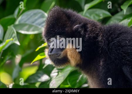 Gibbon creste dalle guance gialle meridionali - Nomascus gabriellae, splendida scimmia di gibbone marrone dalla tettoia delle foreste tropicali nel sud-est asiatico, Vietnam Foto Stock