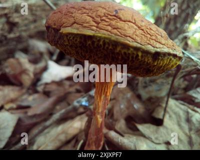 Funghi bolete shaggy-stalked (Aureoboletus betula) Foto Stock