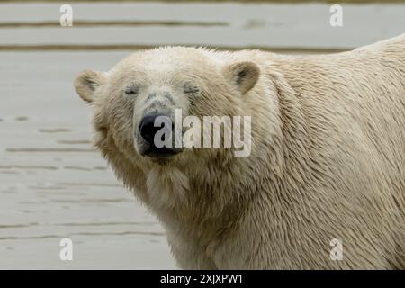 Un orso polare in uno zoo che nuota in un lago Foto Stock