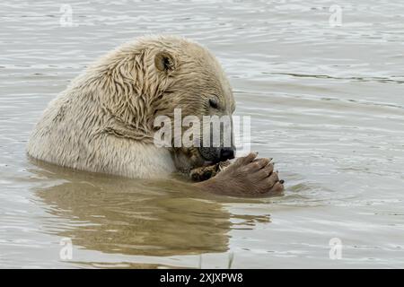 Un orso polare in uno zoo in un lago che mangia un pesce Foto Stock