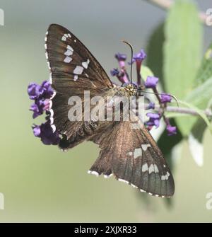 Punta di fuoco opaca (Apyrrothrix araxes) Insecta Foto Stock