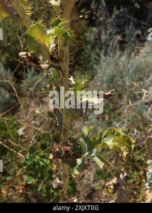 Papavero di cardo (Argemone polyanthemos) Plantae Foto Stock