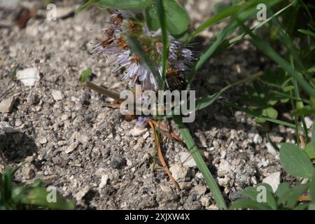 Complesso Bumble Bee a due forme (Bombus bifarius) Insecta Foto Stock