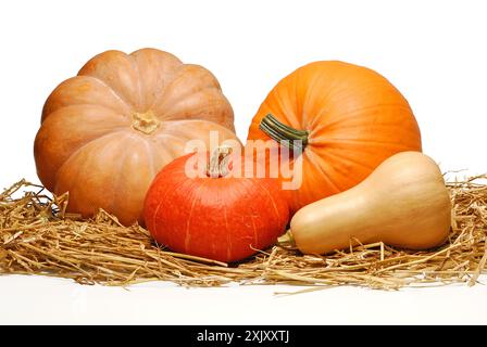 Zucche sul letto di paglia Foto Stock