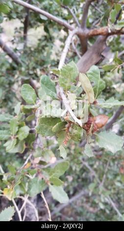 Quercia della California (Quercus berberidifolia) Plantae Foto Stock