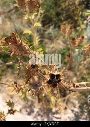 Papavero di cardo (Argemone polyanthemos) Plantae Foto Stock