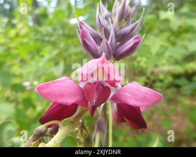 Kudzu Bean (Pueraria montana lobata) Plantae Foto Stock