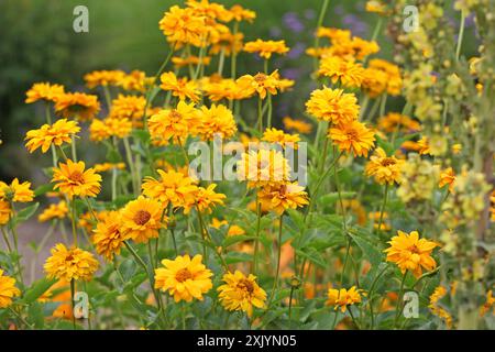 Giallo doppio eliopsis helianthoides varietà scabra, «Sommersonne» o «Summer Sun», falso girasole in fiore. Foto Stock