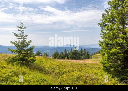 Sommer in Bayern Blick über die Osserwiese unterhalb des Kleinen Ossers nach Nordwesten., Lam Bayern Deutschland *** Estate in Baviera Vista sul prato Osser sotto il Kleiner Osser a nord-ovest , Lam Bayern Germania Foto Stock