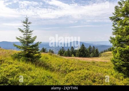 Sommer in Bayern Blick über die Osserwiese unterhalb des Kleinen Ossers nach Nordwesten., Lam Bayern Deutschland *** Estate in Baviera Vista sul prato Osser sotto il Kleiner Osser a nord-ovest , Lam Bayern Germania Foto Stock