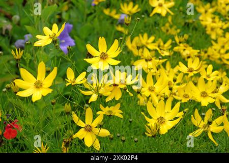 Coreopsis verticillata «Zagabria» giallo brillante, nota anche come semi di ticchettio, coreopsi orlata, semi di ticchettio con lievitazione del filo, coreopsi delle foglie del filo e p Foto Stock