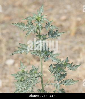 Plantae del borsone della colonna vertebrale piatta (Ambrosia acanthicarpa) Foto Stock