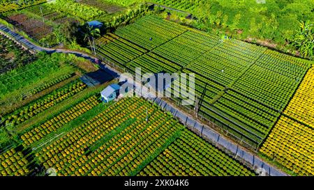 Vista aerea del giardino fiorito di Cho Lach a Ben tre, Vietnam. E' famoso nel Delta del Mekong, preparando i fiori da trasporto al mercato per la vendita a Tet holi Foto Stock