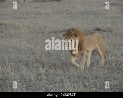 Leoni keniani Kenya Africa orientale Foto Stock