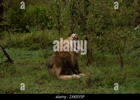 Leoni keniani Kenya Africa orientale Foto Stock