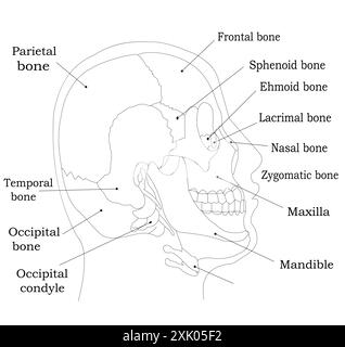 Diagramma etichettato delle ossa craniche umane - illustrazione della vista laterale anatomica Illustrazione Vettoriale