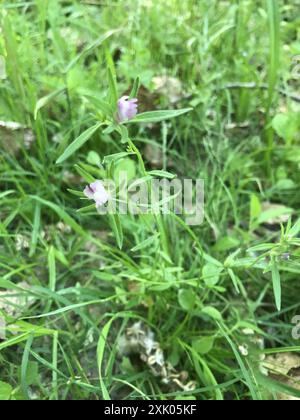 Weasel's-muso (Misopates orontium) Plantae Foto Stock