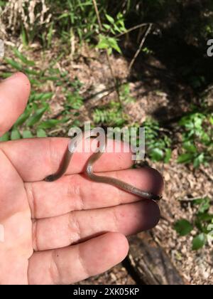 Serpente a testa piatta (Tantilla gracilis) Reptilia Foto Stock