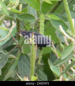 Aves Siskin (Spinus xanthogastrus) con panciotto giallo Foto Stock