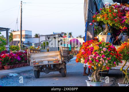 Provincia di Ben tre, Vietnam - 25 gennaio 2024: Persone che vendono fiori di bouganville a Cho Lach giardino di fiori a Ben tre, Vietnam. Preparazione del flowe di trasporto Foto Stock