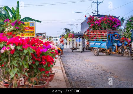 Provincia di Ben tre, Vietnam - 25 gennaio 2024: Persone che vendono fiori di bouganville a Cho Lach giardino di fiori a Ben tre, Vietnam. Preparazione del flowe di trasporto Foto Stock