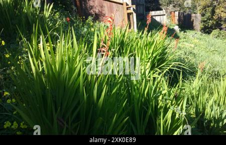 Bandiera africana (Chasmanthe floribunda) Plantae Foto Stock