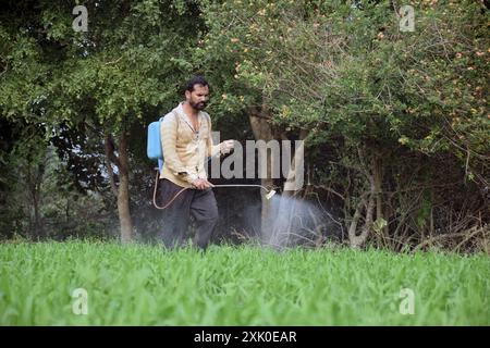 Coltivatore indiano che spruzza fertilizzante nel suo campo di grano Foto Stock