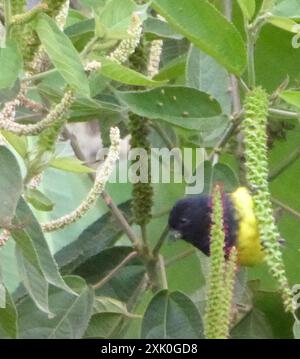 Aves Siskin (Spinus xanthogastrus) con panciotto giallo Foto Stock