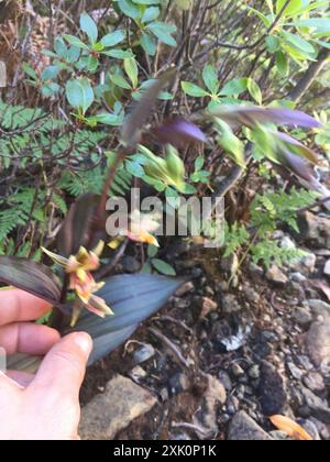 Torrente Orchidea (Epipactis gigantea) Plantae Foto Stock