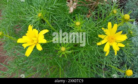 Coreopsi gigante (Leptosyne gigantea) Plantae Foto Stock