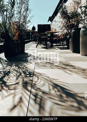 Una palma ornamentale cresce in una pentola sulla terrazza di un ristorante all'aperto in una giornata di sole. Ombre contrastanti di foglie sul pavimento. Tetto esposto alla luce del sole Foto Stock