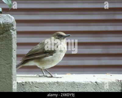 Thrush a becco nero (Turdus ignobilis) Aves Foto Stock