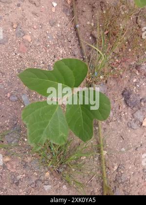 Kudzu Bean (Pueraria montana lobata) Plantae Foto Stock